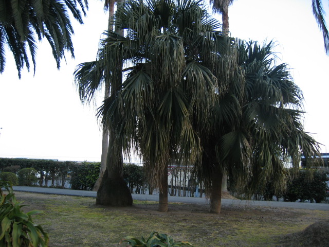 IMG_0693.JPG