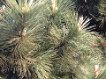 DSCF0072_thumb.png