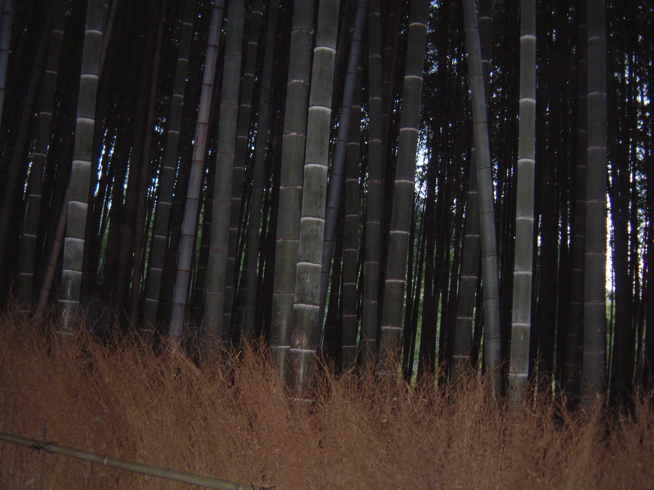 DSCF0033.JPG