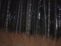 DSCF0033_thumb.png