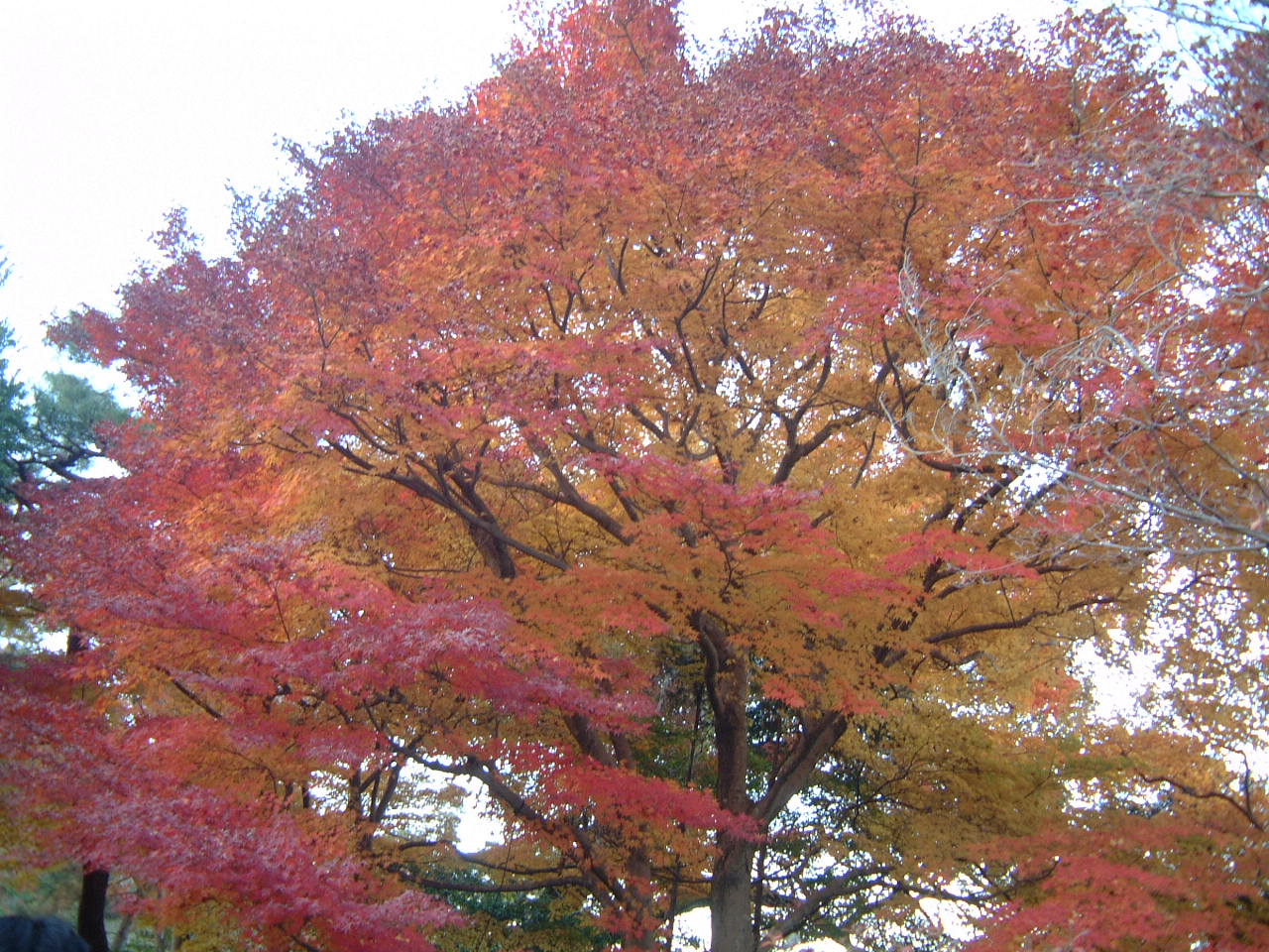 DSCF0055.JPG