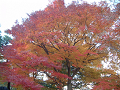 DSCF0055_thumb.png