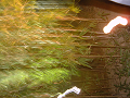 DSCF0073_thumb.png