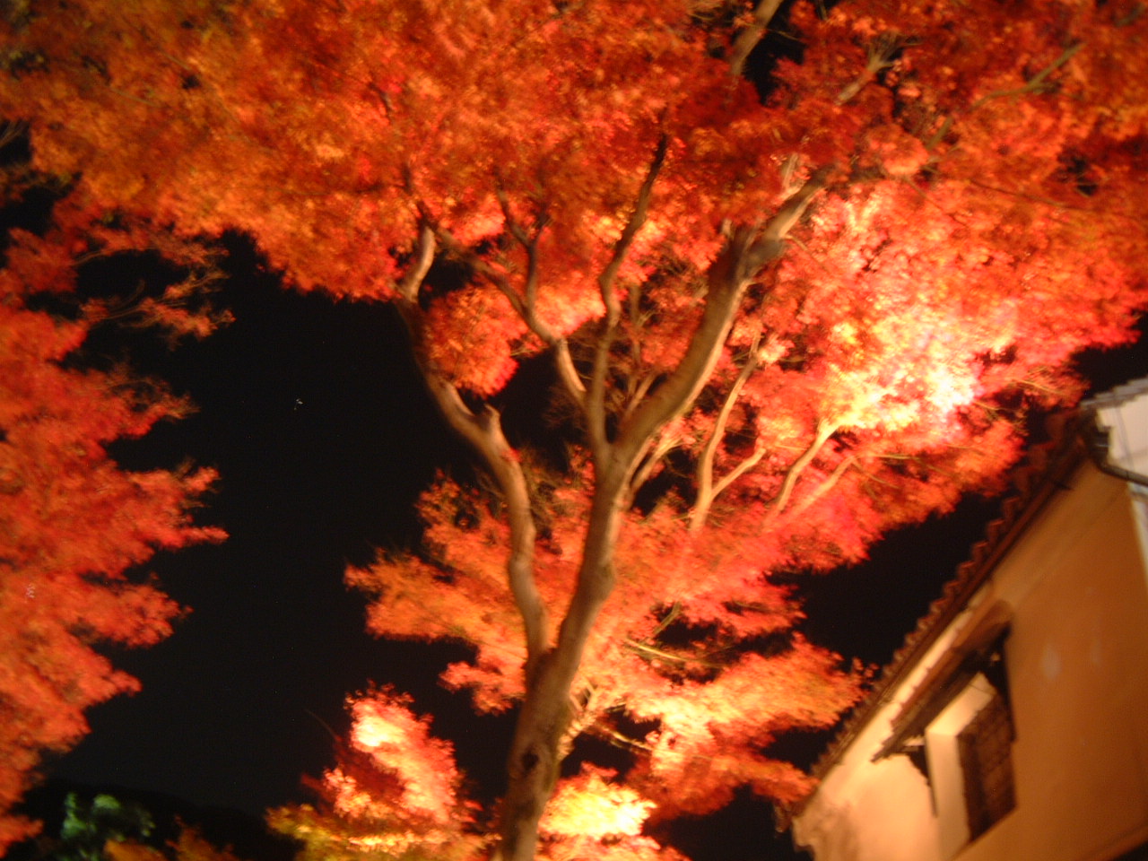 DSCF0081.JPG