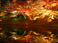DSCF0128_thumb.png