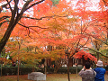 DSCF0149_thumb.png