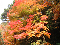 DSCF0174_thumb.png