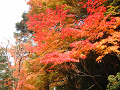 DSCF0175_thumb.png