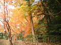 DSCF0176_thumb.png