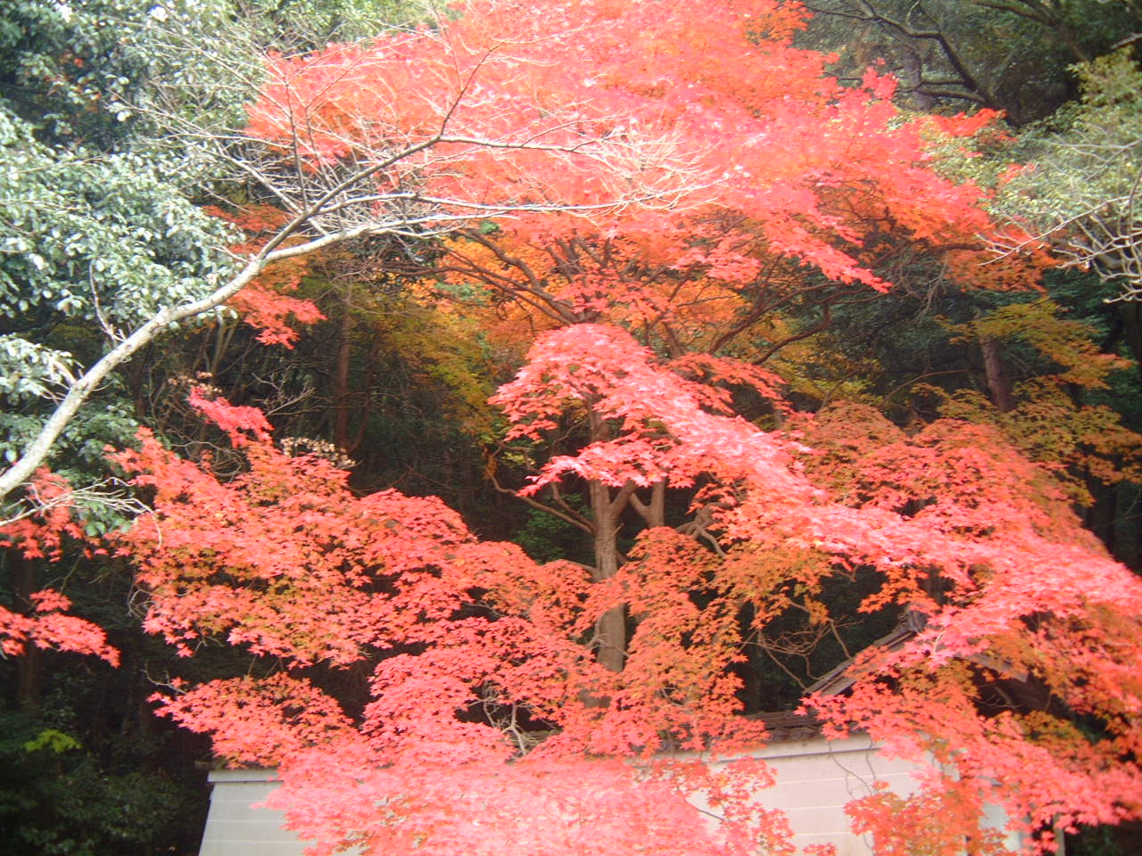 DSCF0179.JPG
