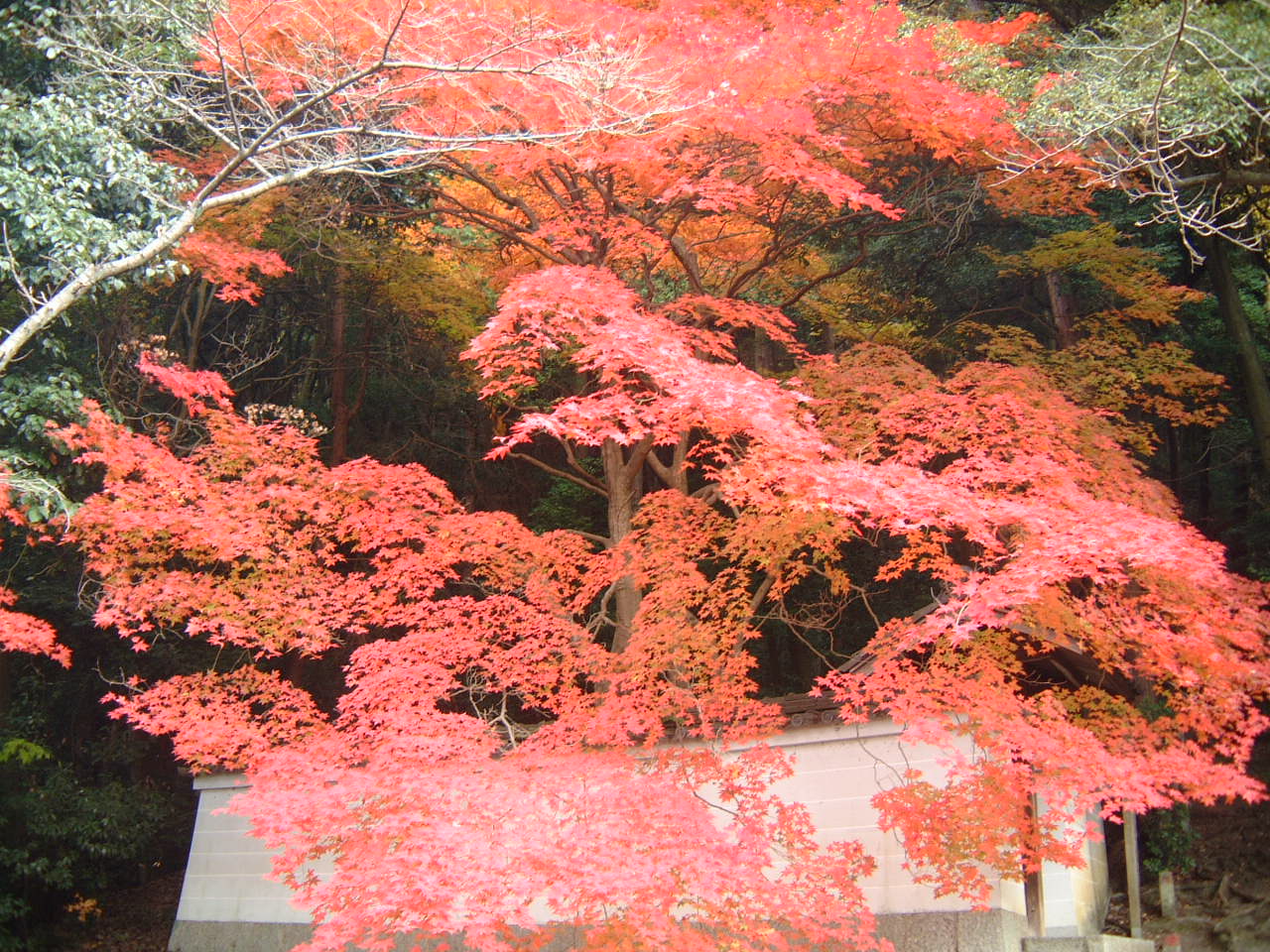 DSCF0180.JPG