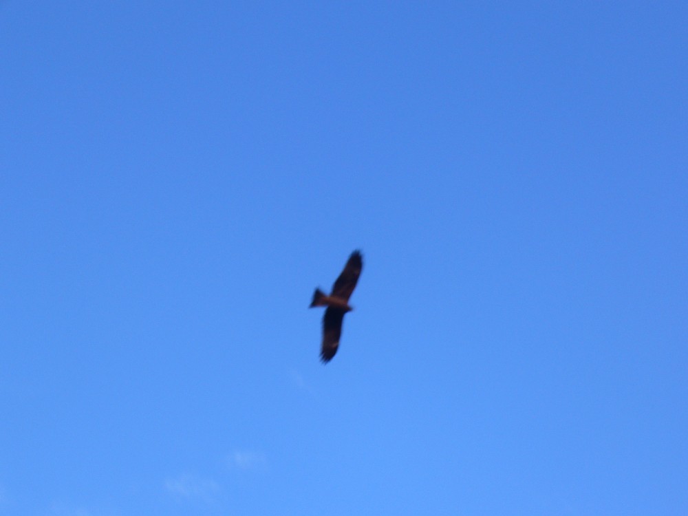 P1000743.JPG