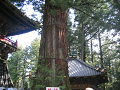 IMG_1129_thumb.png