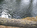 IMG_1399_thumb.png