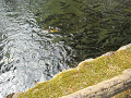 IMG_1400_thumb.png
