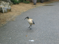 IMG_1818_thumb.png