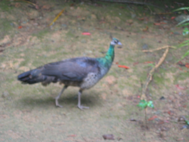 IMG_1820.JPG
