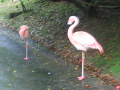 IMG_1825_thumb.png