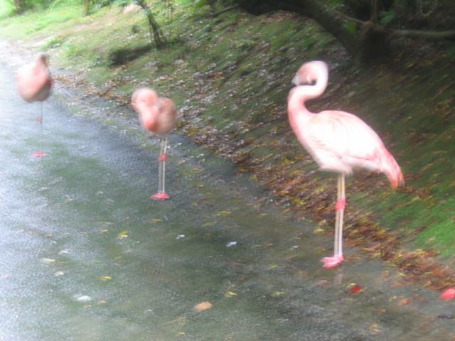 IMG_1826.JPG