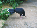 IMG_1835_thumb.png