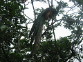 IMG_1850_thumb.png