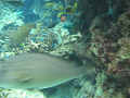IMG_1722_thumb.png