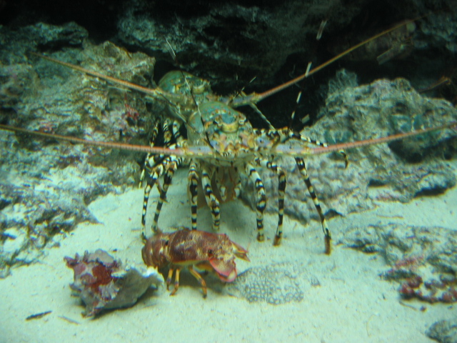 IMG_1731.JPG