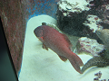 IMG_1733_thumb.png