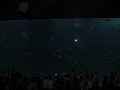 IMG_1737_thumb.png