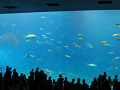 IMG_1738_thumb.png