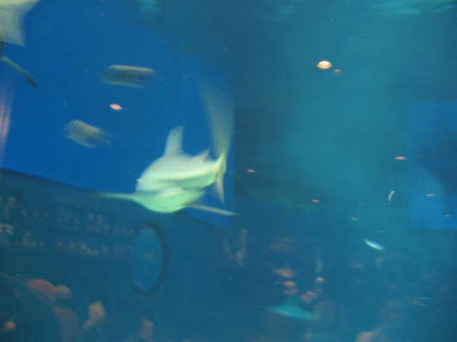 IMG_1742.JPG