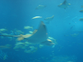 IMG_1743_thumb.png