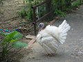 IMG_2130_thumb.png